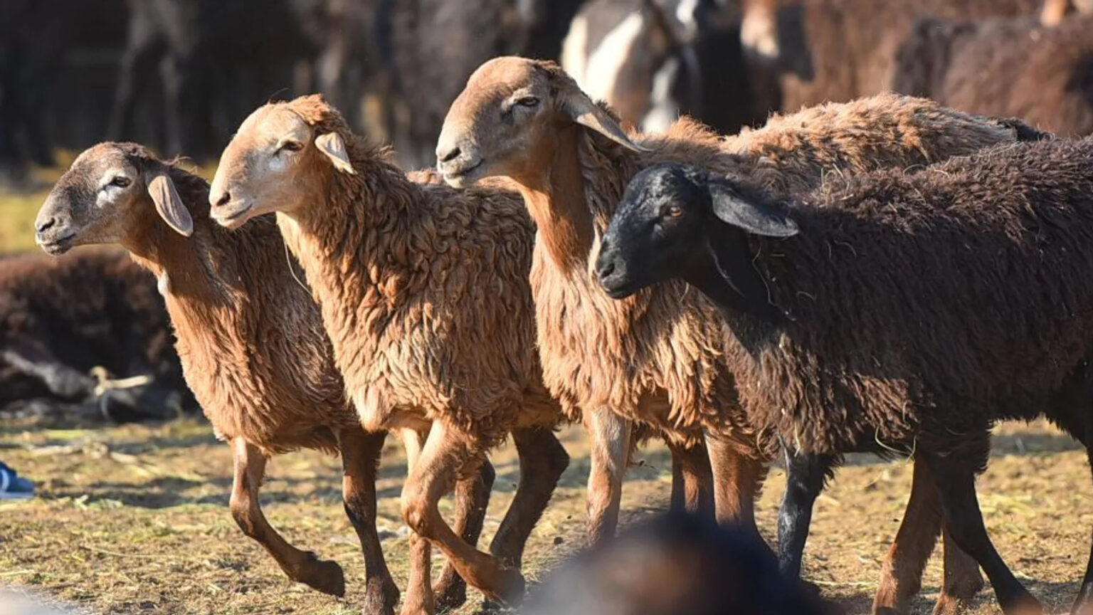 Қазақстан Қатарға қой сатып жатыр