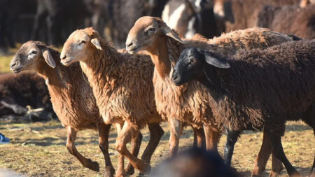 Қазақстан Қатарға қой сатып жатыр