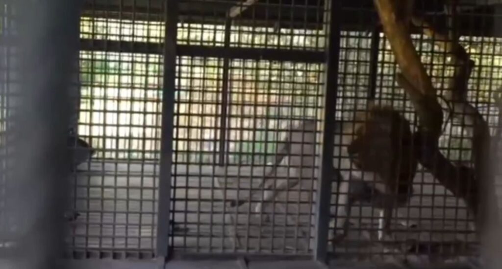 Аю, арыстан: Қоспаевтың жабайы жануар толы фазендасы көрсетілді