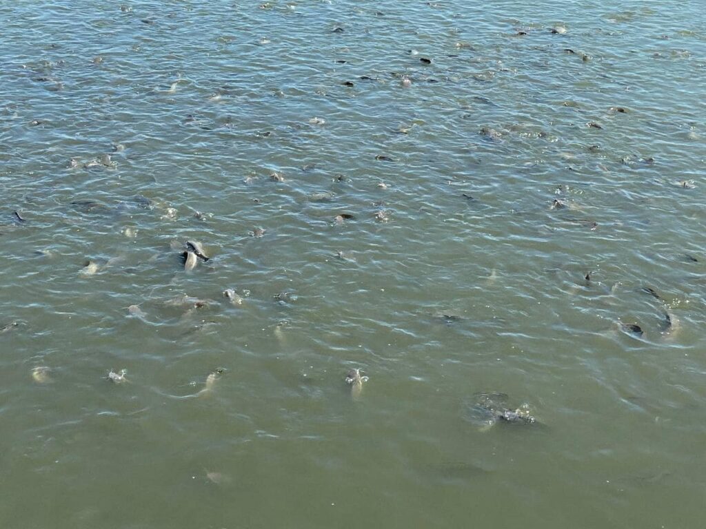 Түркістан облысындағы балық шаруашылығын дамыту мақсатында түсіндірме жұмыстарын жүргізу