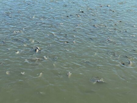 Түркістан облысындағы балық шаруашылығын дамыту мақсатында түсіндірме жұмыстарын жүргізу