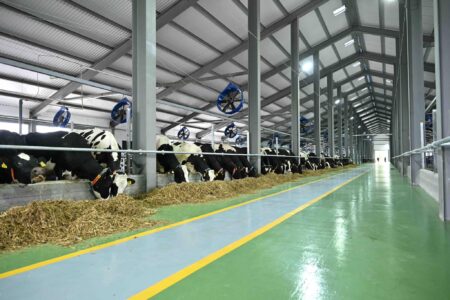 Түркістанда ауылдарды дамыту қалай жүзеге асады?