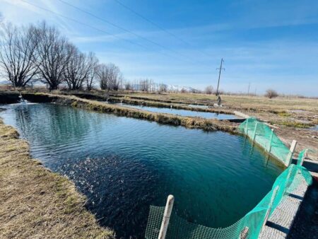 Түлкібаста Шымкент қаласынан алынған 50 мың форель шабағы жасанды тоғанға жіберілді