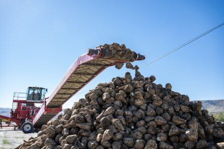Жетісу облысында үшінші қант зауытын салу жоспарда бар
