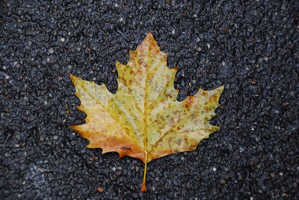 Биыл Алматыда 11 көшеге техникалық тротуарлар төселеді