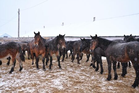 «Мал тұқымын асылдандыру»: Абай облысының әкімі асыл тұқымды жылқы өсіретін шаруа қожалығына барды