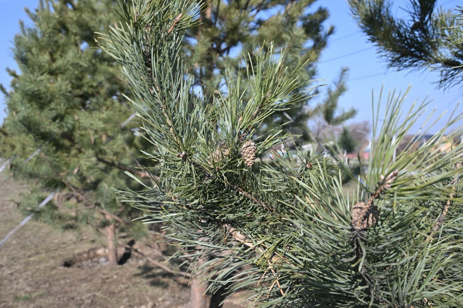 Қарасу шағынауданындағы скверге ірі көшеттер отырғызылды