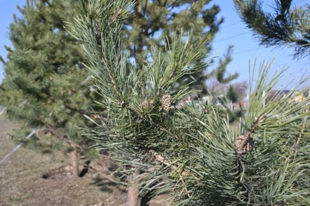 Қарасу шағынауданындағы скверге ірі көшеттер отырғызылды