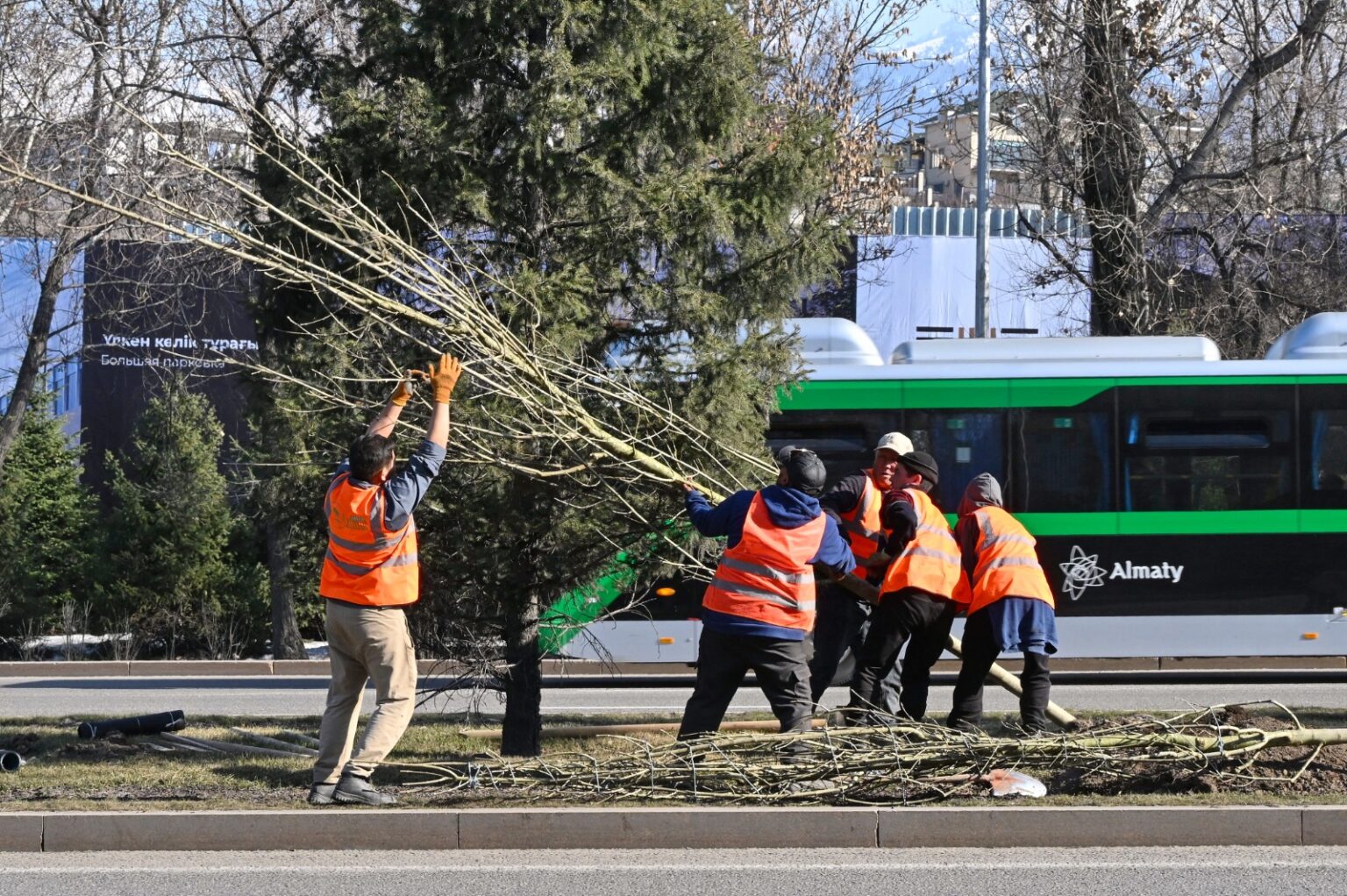 Алматыда басты магистральдің біріне 300-ге жуық ірі ағаш отырғызылды