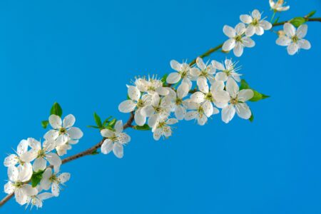 Алматы облысында саяжай алқаптары елді мекендер құрамына енгізілуде