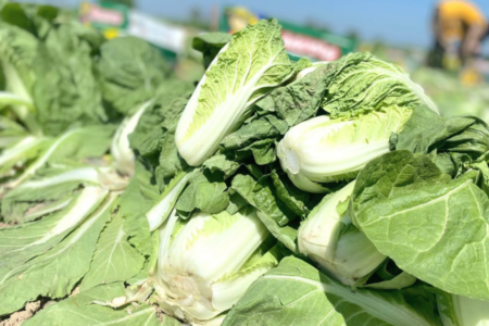 Жетісайлық шаруалар қырыққабат өнімін экспорттап жатыр