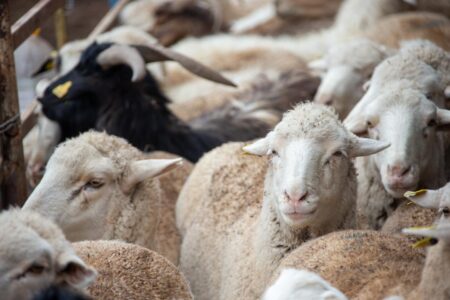 Жетісуда ветеринария саласы қарқынды дамып келеді