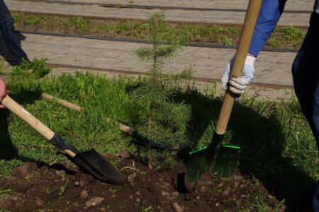 «Таза Қазақстан»: Өскемендегі Қазақстан орталық көшесіне 38 түп қарағай отырғызылды