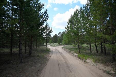Абай облысының әкімі жұмыс сапары аясында Камышенка орманшылығын аралады