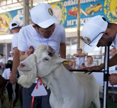 Түркістанда асыл тұқымды ешкілердің республикалық көрмесі өтті