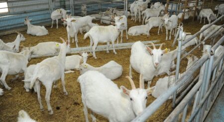 Ешкі шаруашылығы – тиімді сала