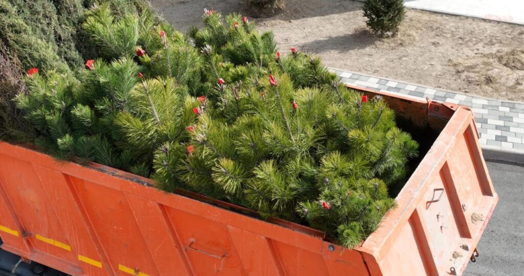 «Таза Қазақстан»: Жетісу облысында 96 мыңнан астам адам қатысып, 56 мыңнан астам көшет отырғызылды