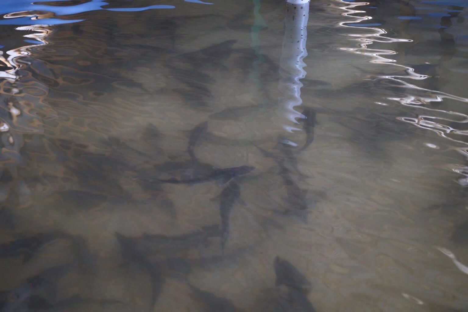 Төлеби ауданында 400 млн теңгелік балық шаруашылығы іске қосылды