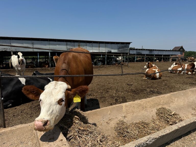 Алматы облысында МТФ бір жылда сүт өндіру көлемін арттырды