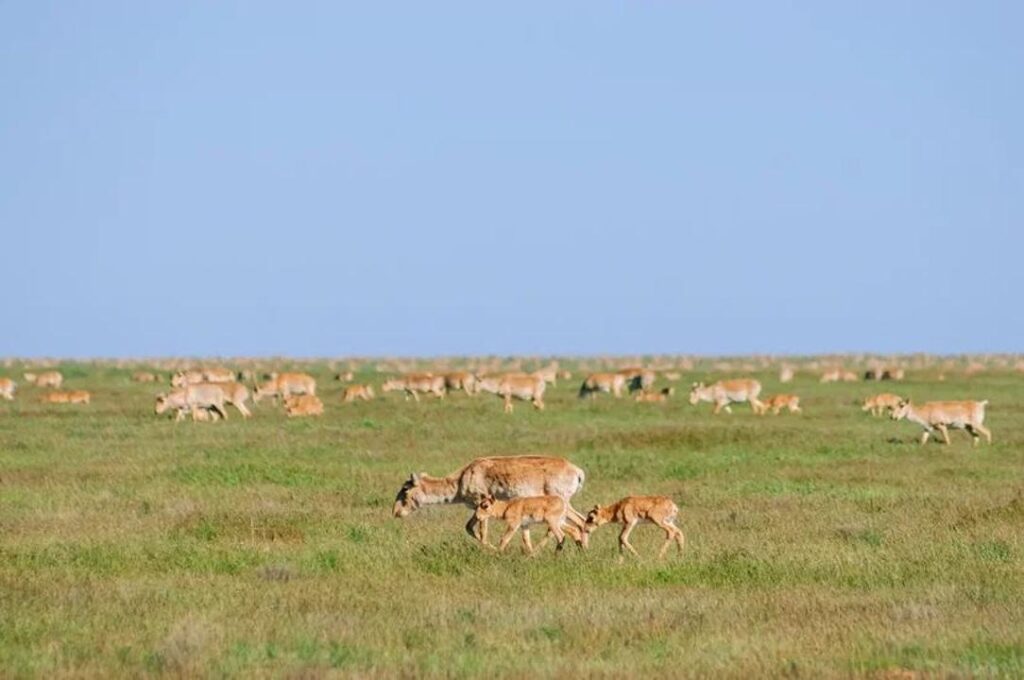 БҚО-да киік санын реттеу жұмыстары ресми түрде басталды