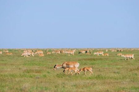 БҚО-да киік санын реттеу жұмыстары ресми түрде басталды