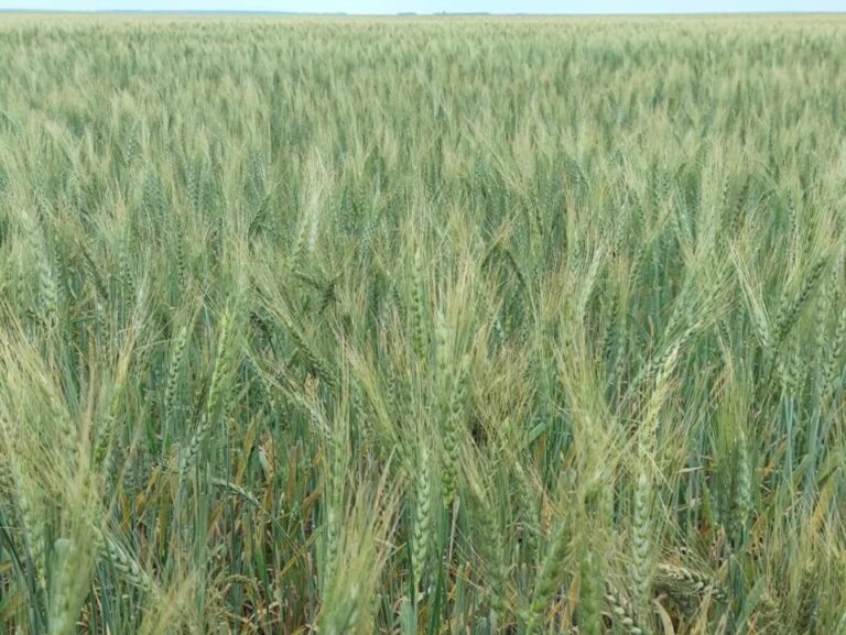 Қостанайда егін жинау науқаны қарқын алды: майлы дақылдар егісі екі есе артты