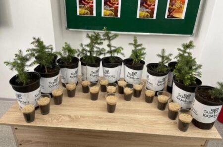 Алматы облысы Президент тапсырмасы аясында 76 мыңнан астам көшет отырғызды