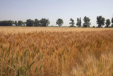 Егіннің берекесі: Алматы облысында жиын-терін жұмыстары күшейді ауыл