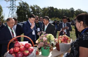 Алматы облысында әйгілі апортты қайта жаңғыртуға 110 гектар бақ отырғызылады