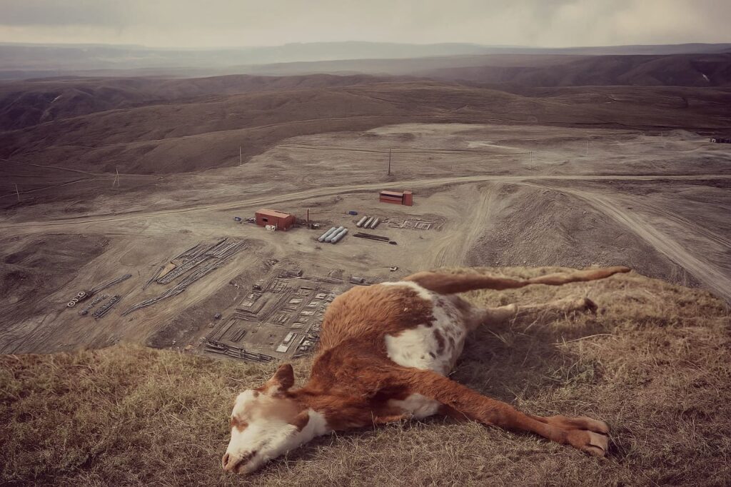 Тау басындағы зауыт, етектегі қасірет: Маралдының малы неден өлгенін ешкім айтпай отыр