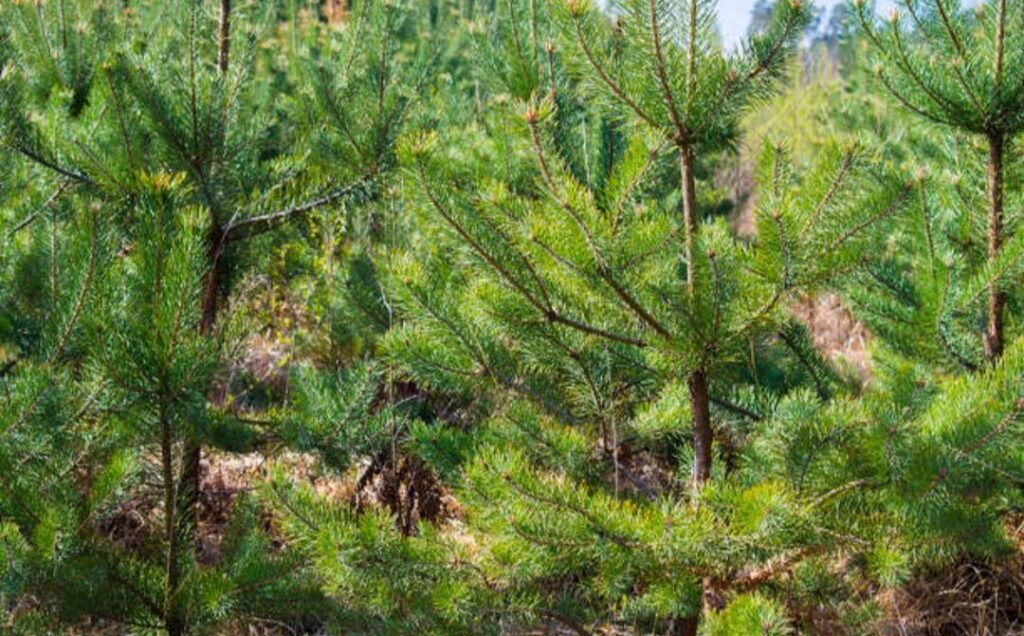 «Семей орманы» тәжірибесі Алматы облысында кеңейтіледі