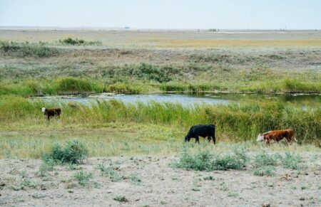 «Жер аманаты» жобасы аясында қайтарылған жерлер мақсатты пайдаланылуда