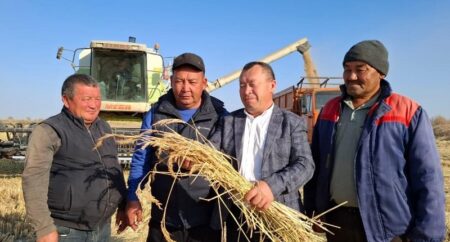 Гектарына 42 центнер өнім: Балқаштағы күріш алқаптарының нәтижесі