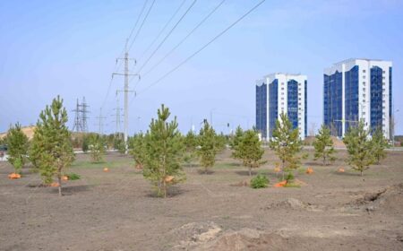 Семейде «Таза Қазақстан» аясында жасыл белдеу кеңейіп жатыр