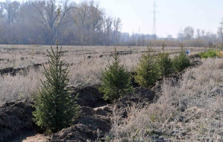 Семейде жаңа орман тұқымбағы ашылды