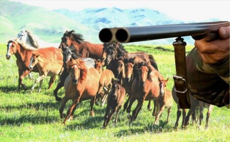 Жерін қорыған қарағандылық фермер 17 жылқыны атып тастады