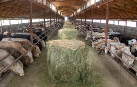 Мал шаруашылығы