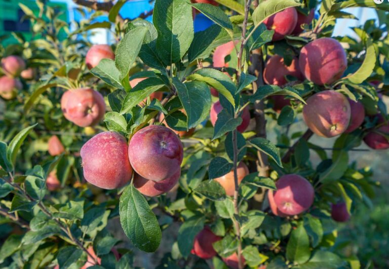 Кері сақина құпиясы: жеміс бермейтін ағашты бағындыру амалы