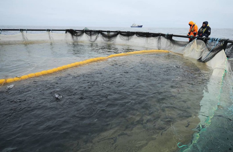 балық шаруашылығы