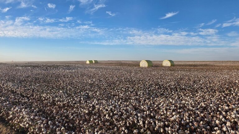 Әлеумет-экономикалық даму: Түркістан облысында мақтадан киімге дейінгі кластер құрылады