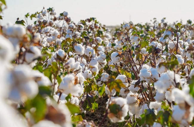 Түркістандағы үш кластер: мақта, ет, жүгері терең өңдеуге көшті мақта өңдеу өсіру