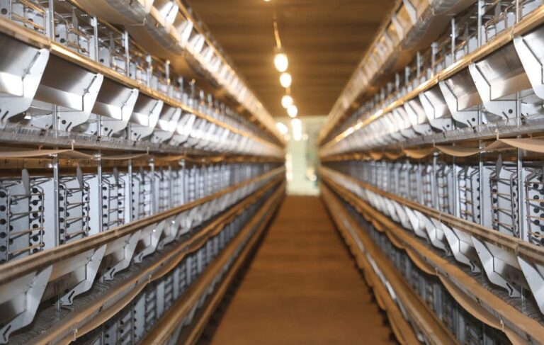 құс шаруашылығы