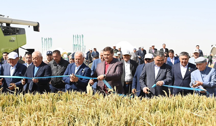 Қызылорда егіс алқабы