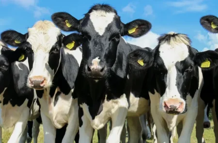 Сүтті асыл тұғымды сиырлар