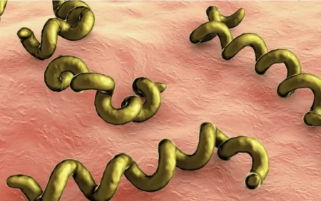 Сифилистің ізі: Ғалымдар жаңа дәлел тапты Бактерия