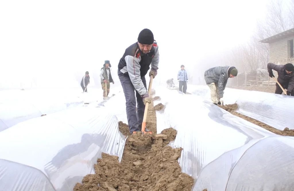 Қаңтар қадамы: Мақтаарал шаруалары көшет егуге кірісті