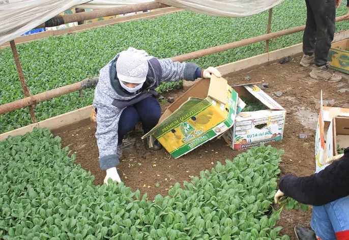 Көшет егу басталды