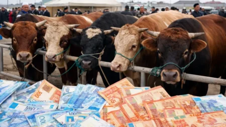 Банкке түскен дақ: Жерлестерін алдаған алаяқ банкирдің хикаясы Құрбан айт бұқалар