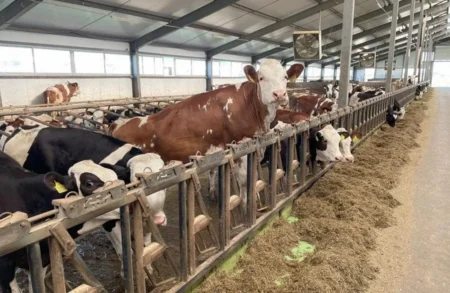 Шеңгелді де сүт фермасы ашылды