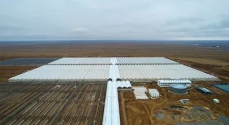 Келестегі агрофлагман: Қазақстандағы ең ірі өнеркәсіптік жылыжай Жылыжай